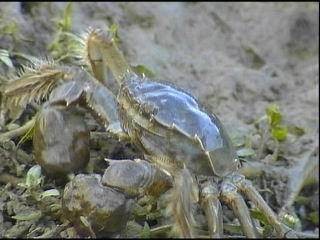 煮河蟹