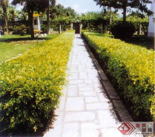 植篱