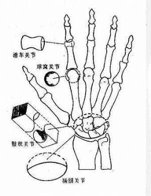 球窝关节