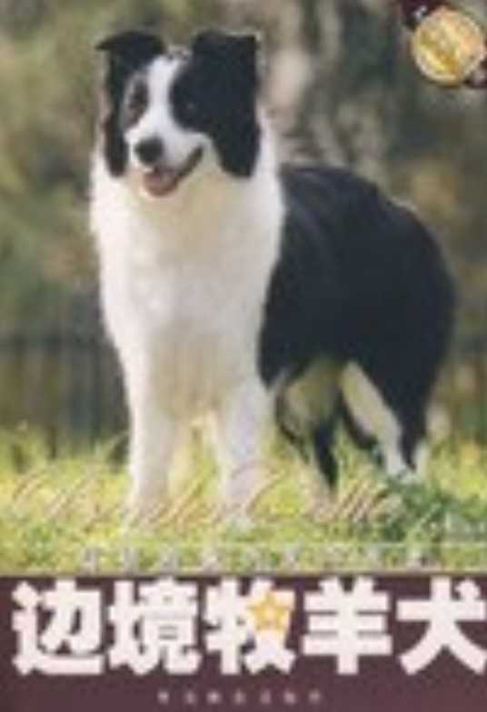 边境牧羊犬（2008年中国林业出版社出版的图书）