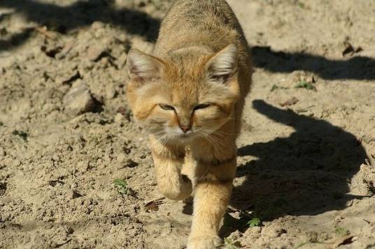 沙丘猫阿拉伯亚种