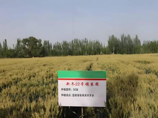 新冬22号