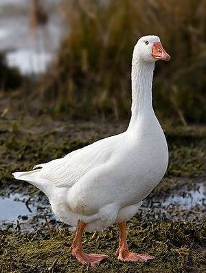 埃姆登鹅