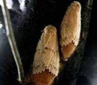 杨梅毛虫