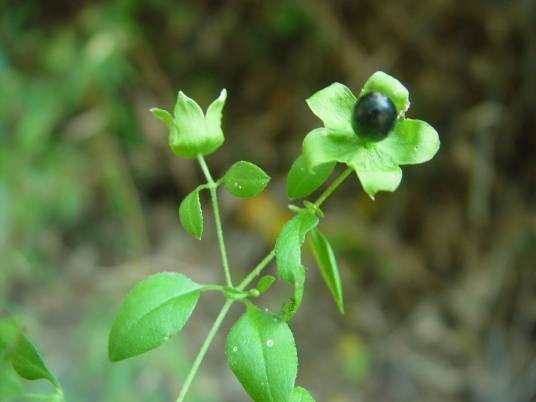 狗筋蔓（石竹科蝇子草属植物）
