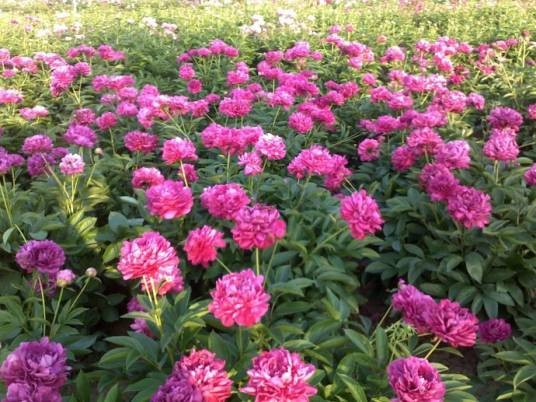 烽火（芍药属牡丹栽培品种）