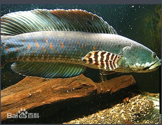 幻彩红宝石雷龙鱼