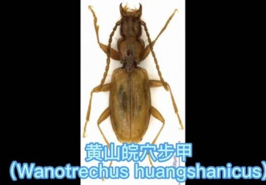 黄山皖穴步甲
