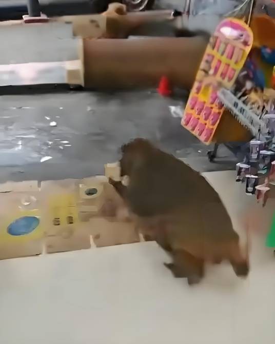 11·3贵阳野生猴群抢劫便利店事件