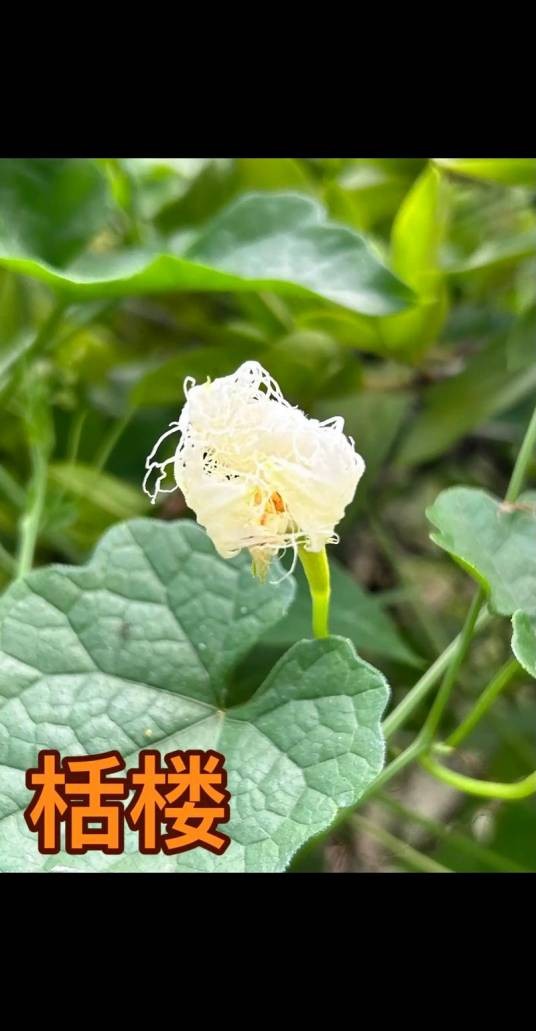 瓜萎