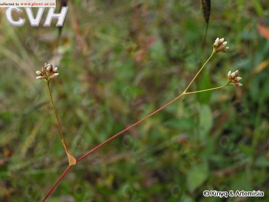 箭叶蓼(蓼科蓼属一年生草本植物)