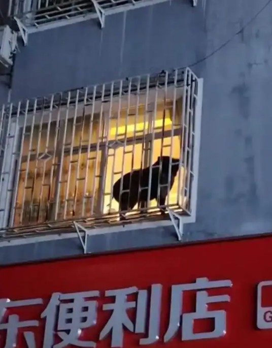 11·19铜仁野猪闯进居民区超市事件