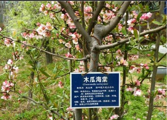 木瓜海棠‘红宝石’