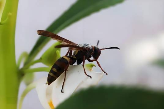 斯马蜂