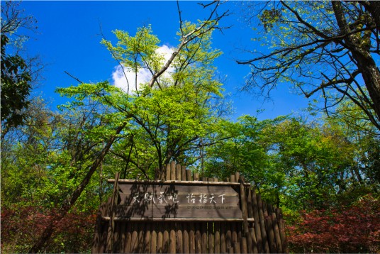 恩施坪坝营国家森林公园景区