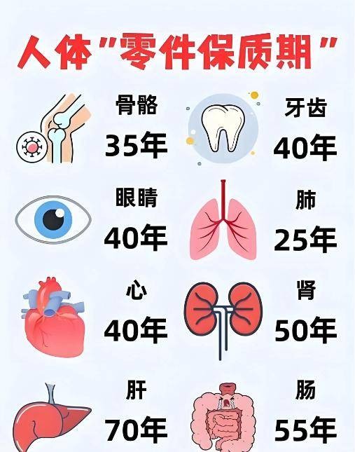 人类身体器官寿命