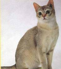 新加坡猫