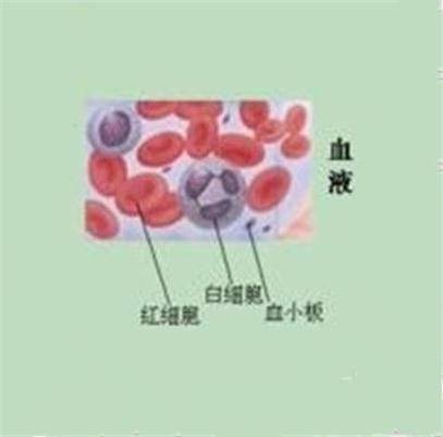 血的颜色（不同物种由体内血液的颜色说明）