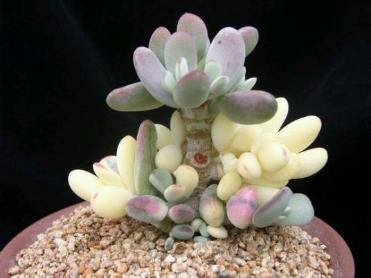 福娘（景天科银波锦属植物）