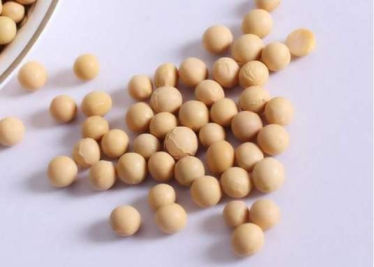 瑷珲大豆