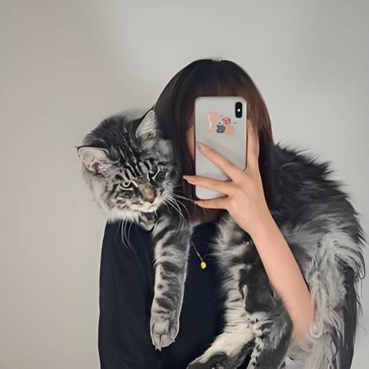 小赵的缅因猫
