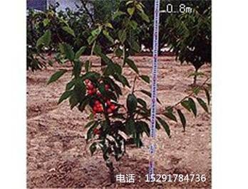 矮化樱桃