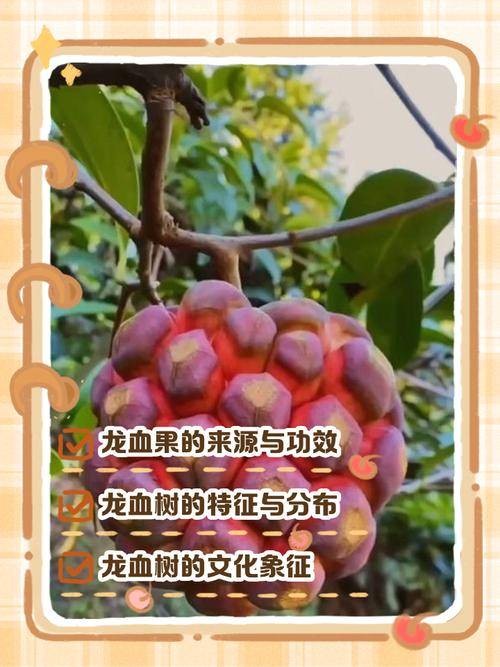 龙血果
