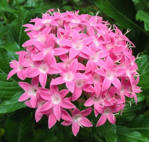五星花（茜草科五星花属植物）