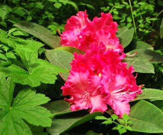 高山杜鹃(杜鹃花科杜鹃花属植物)