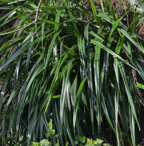 山菅兰（中药）
