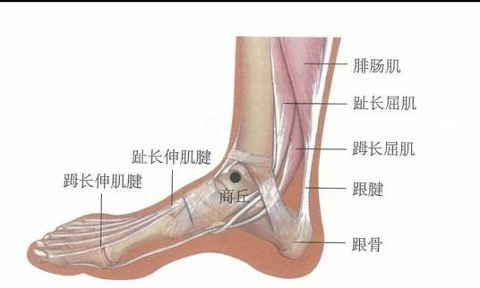 商丘（人体腧穴）