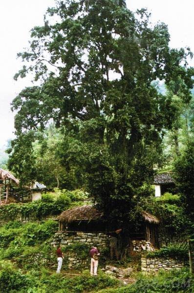 铜仁金弹子