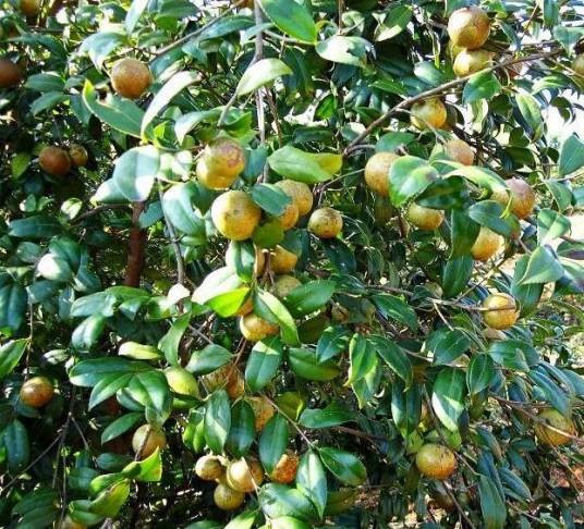 油茶家系湘林40