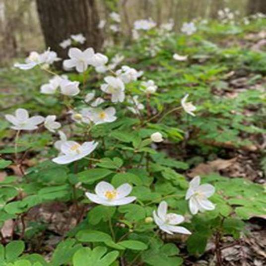 Thalictrum thalictroides