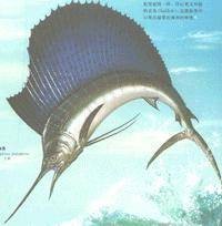帆旗鱼