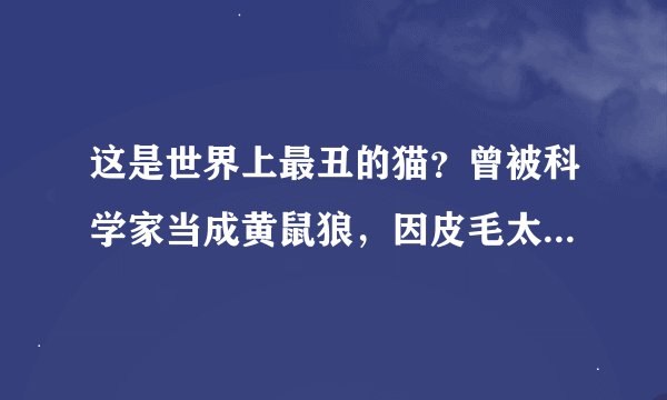 这是世界上最丑的猫？曾被科学家当成黄鼠狼，因皮毛太丑逃过捕杀