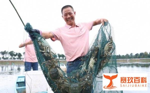 新疆呼图壁县15吨大闸蟹开捕,线上线下热销,“供不应求”!