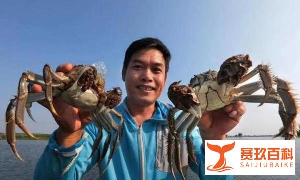 新疆呼图壁县15吨大闸蟹开捕,线上线下热销,“供不应求”!