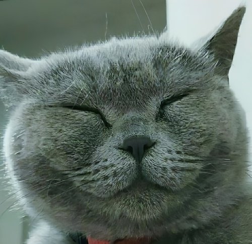 只有母猫有奶头吗