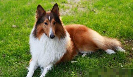 苏格兰牧羊犬好养吗
