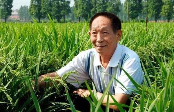 杂交水稻什么时候问世诞生（第二代杂交水稻问世背景）