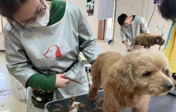 宠物美容师工资多少？好就业吗？