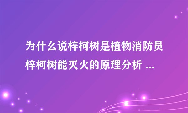 为什么说梓柯树是植物消防员梓柯树能灭火的原理分析 植物消防员梓柯树能灭火的原因