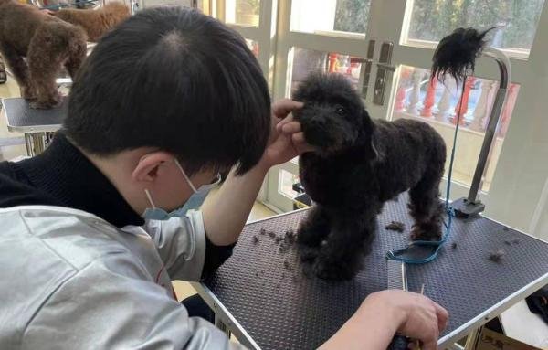 宠物美容师工资多少?好就业吗?