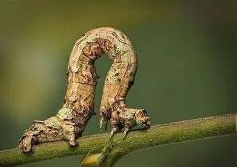 蠖怎么读什么意思