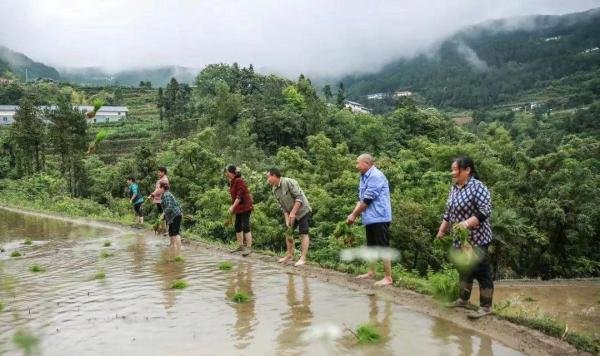 芒种,夏收夏种正当时 | 图瞰风云