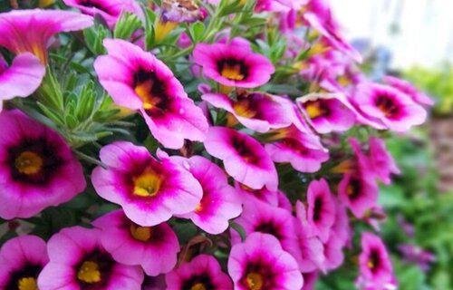 牵牛花的样子和特点描写