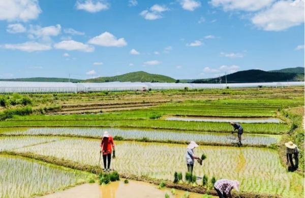 芒种，夏收夏种正当时 | 图瞰风云