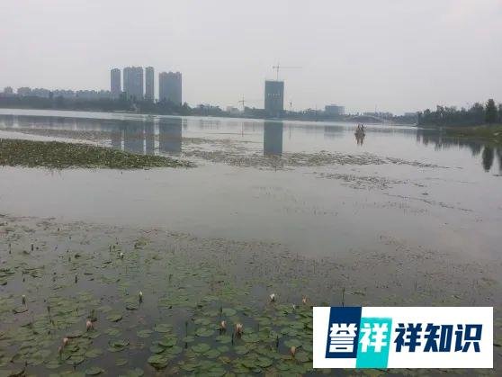 2019实用技术 | 水生植物定向控制的水域生态修复重建技术