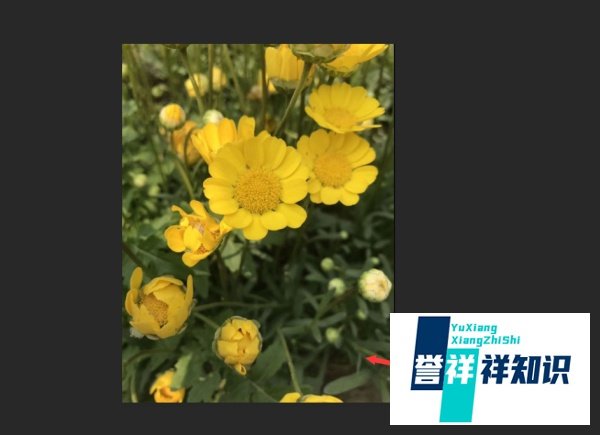 PS如何显示/打开图片